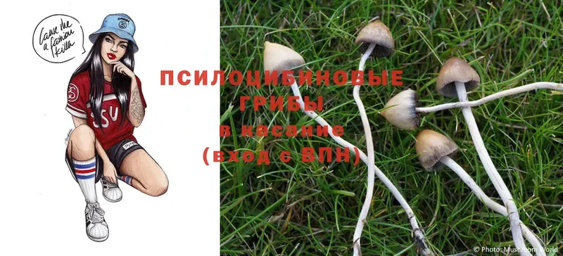 купить наркотики сайты  Ливны  Галлюциногенные грибы Psilocybine cubensis 